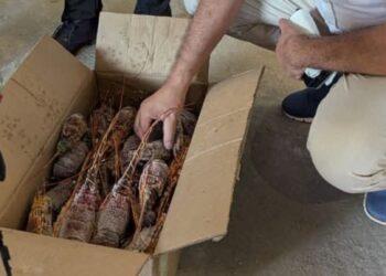 PRODUITS DE PÊCHES – Une cargaison de près de 7,5 tonnes de langoustes non réglementaires interceptée à Toamasina