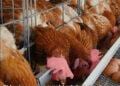 STEPHANE RAZARIELA, MEMBRE DE L’INTERPROFESSION AVIAIRE – “Nous ne pourrons produire à bas coût sans obtenir au préalable des matières premières à des prix abordables”