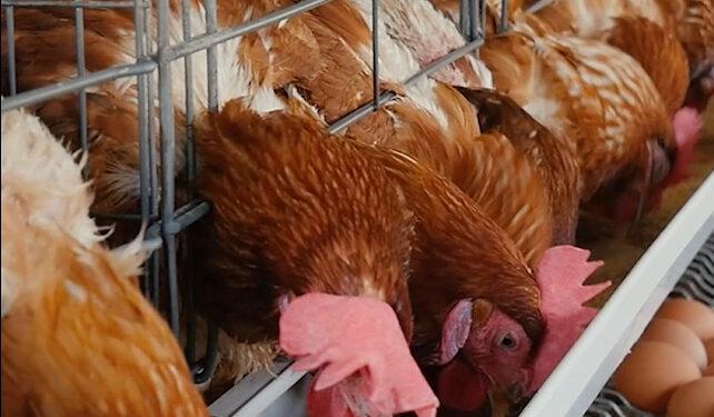 STEPHANE RAZARIELA, MEMBRE DE L’INTERPROFESSION AVIAIRE – “Nous ne pourrons produire à bas coût sans obtenir au préalable des matières premières à des prix abordables”
