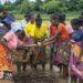AGRICULTURE – Des projets de 140 millions de dollars présentés par Madagascar devant le Fida