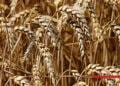 AGRICULTURE – Les producteurs d’orge d&rsquo;Amoron&rsquo;i Mania et de Matsiatra Ambony lancent un appel de détresse face à la baisse de leurs revenus