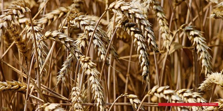 AGRICULTURE – Les producteurs d’orge d&rsquo;Amoron&rsquo;i Mania et de Matsiatra Ambony lancent un appel de détresse face à la baisse de leurs revenus