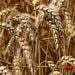 AGRICULTURE – Les producteurs d’orge d’Amoron’i Mania et de Matsiatra Ambony lancent un appel de détresse face à la baisse de leurs revenus