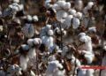 TEXTILE – Madagascar projette de relancer la filière coton dans son plan de relance économique 