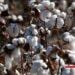 TEXTILE – Madagascar projette de relancer la filière coton dans son plan de relance économique 