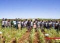 DÉVELOPPEMENT RURAL – L’innovation semencière au service d’une agriculture résiliente dans le Grand Sud