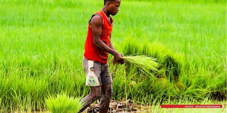 AGRICULTURE – Des semences de riz hybride infectées distribuées par l’Etat en 2025 ont contaminé des variétés locales, alerte la Cour des comptes
