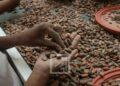 COMMERCE – La chute des cours mondiaux fragilise la filière cacao malgache