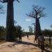 TOURISME – Du coucher au lever du soleil, l&rsquo;expérience Allée des baobabs se diversifie