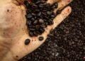 AGRICULTURE – 100 000 hectares ciblés pour relancer la filière café et faire retrouver à Madagascar son statut d’exportateur