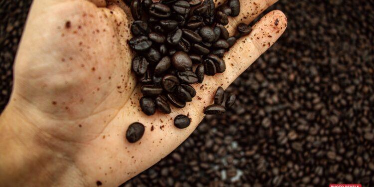 AGRICULTURE – 100 000 hectares ciblés pour relancer la filière café et faire retrouver à Madagascar son statut d’exportateur